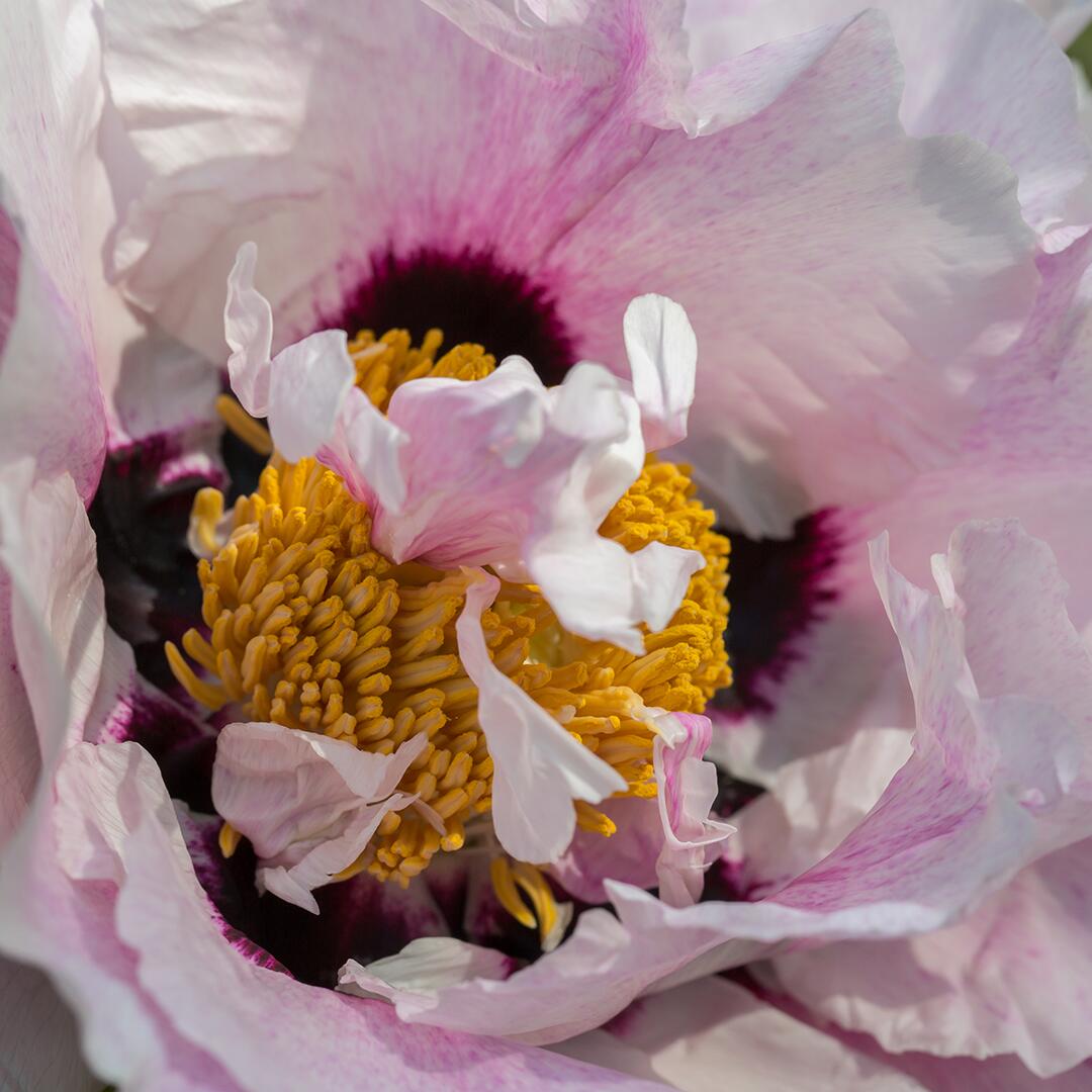 kl_peony_active-ingredient_field_plant_2019 -28-